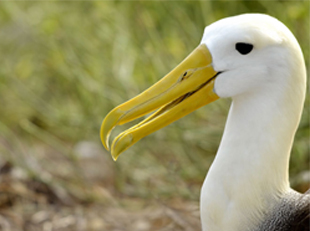 Galápagos Albatross