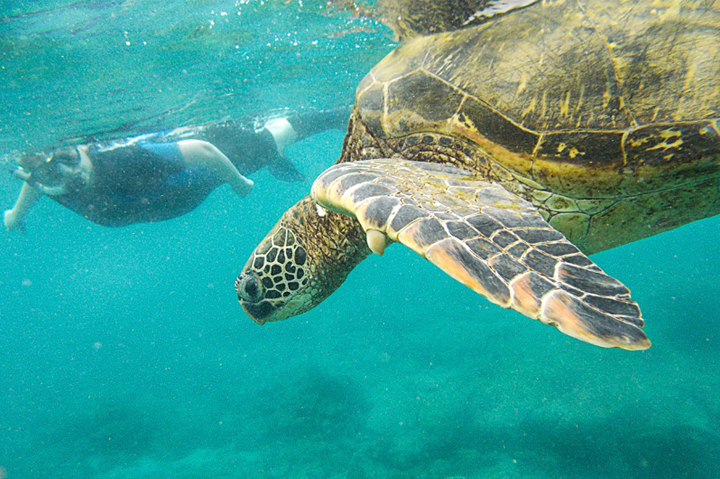 SNORKEL - Galapagos, Ecuador, South America